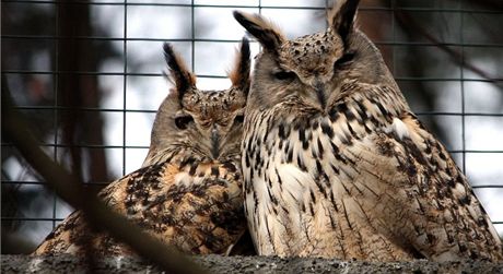 Pár výra velkého západosibiského, nová atrakce liberecké zoo