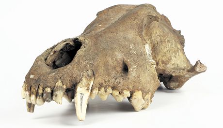 Vdci po zkoumání lebek vlk ze sbírek Moravského zemského muzea upesnili