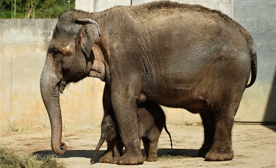 Praská zoo nezdraí. Ilustraní snímek