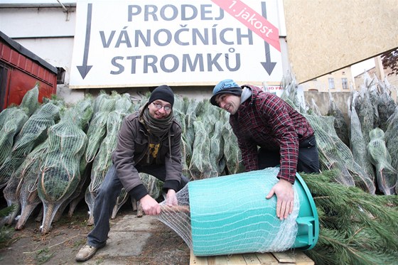 Prodej vánoních stromk v Brn