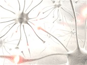 Neurony Neurony
