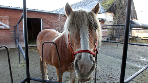 Klisna Eilen, která peila otravu.