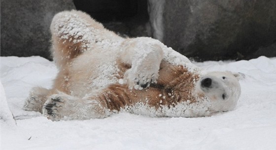Medvd Knut na snímku z prosince 2010