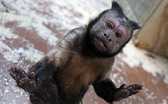 Malpa hndá z jihlavské zoo pochází z Jiní Ameriky. Ve volné pírod tito