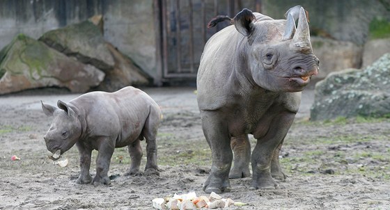 Manny, mlád nosoroce dvourohého, s matkou