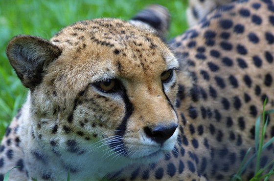 Do Zoo Praha dorazili dva mladí gepardi, kteí se stanou základem nové chovné