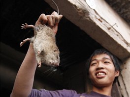 Obyvatelé vietnamské vesnice Canh Nau jsou známými milovníky krysího masa....