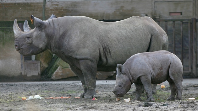 Manny, mld nosoroce dvourohho, s matkou