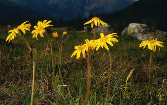 Prha horská (Arnica montana). Vytrvalá rostlina rostoucí pedevím v horském