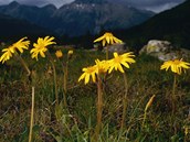 Prha horsk (Arnica montana). Vytrval rostlina rostouc pedevm v horskm