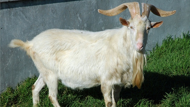 Horské kozy Charlese Backa ijí na farm díky vi pirozenji.   