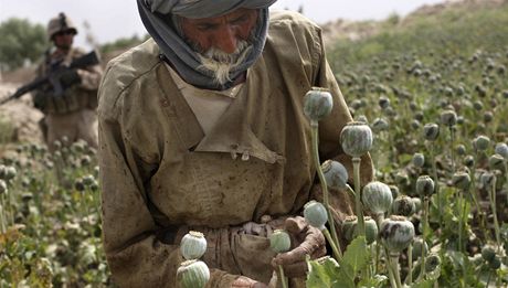 Afghánský rolník obchází makové pole a sklízí surové opium.