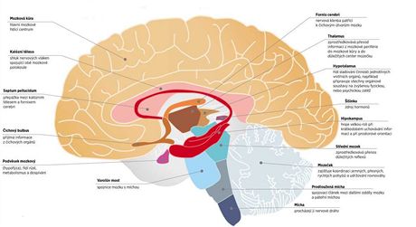 Struktura mozku