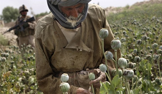 Afghánský rolník obchází makové pole a sklízí surové opium.
