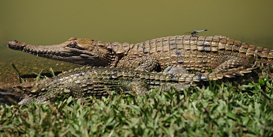 Krokodýl australský ije na severním pobeí Austrálie. Ilustraní foto.