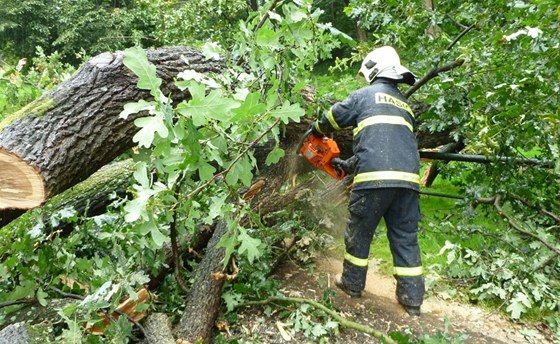 Na hasie pi výcviku s motorovou pilou spadl strom. (ilustraní snímek)