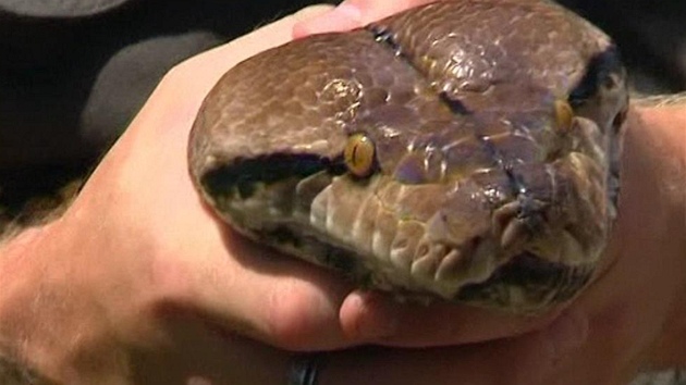 V australské zoo váili obího hada, kterému pedepsali dietu.