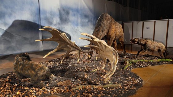 Prehistorický veledank Megaloceros na výstav Giganti  Doba ledová v Brn.