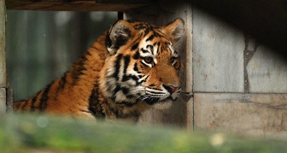 Mladí tygi z ostravské zoologické zahrady si zvykají na nový výbh. (18. ledna