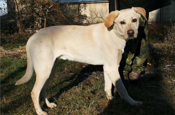 Zachránný kíenec labradora, kterého nali pipoutaného v lese ke stromu.