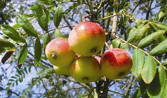 Mu ze strom nasbíral asi 600 kilogram jablek. Ilustraní snímek