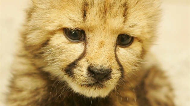 Mlád geparda, které se snaí zachránit v Zoo Dvr Králové nad Labem.