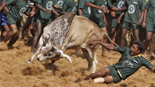 Dallikattu je jeden z nejstarch sport na svt. 