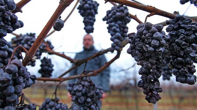 Hrozny na ledové víno na Znojemsku - vininí tra ani jméno nechtli majitelé z...