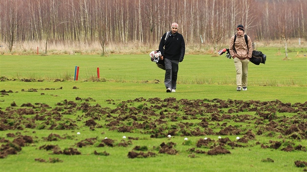 Divoky rozryt golfov hit v Lznch Bohdane