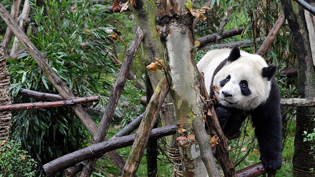 Panda hrajc si v "Pandm dol", tedy v rezervaci zzen pro pandy  v nskm mst  Dujiangyan.