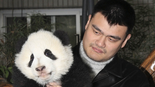 Yao Ming, bval hr NBA, s jednou z pand vyputnch do "Pandho dol", aby se tam nauily t "ve voln prod". 