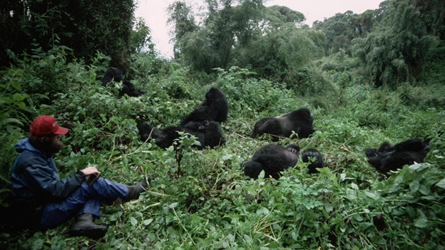 Skupina goril horskch v poho Virunga ve Rwand studovan tmem americk zooloky Dian Fosseyov.  