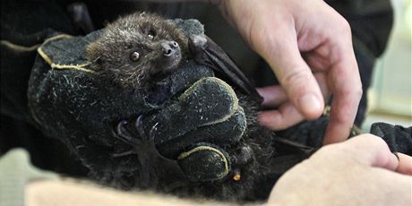 Kaloni v jihlavské zoologické zahrad. Koncem pracovního týdne si odsud zlodj odnesl ti tyto vzácné kusy.