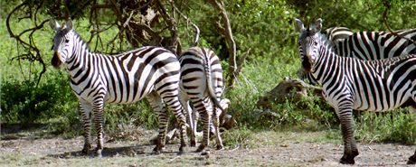 Na safari v Keni, zebry jako malovan
