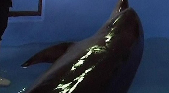 Delfín ve slubách námonictva pomáhá hledat podmoské miny (ilustraní foto)