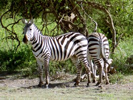 Na safari v Keni, zebry jako malovan