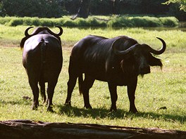 Prvn, na co se lovk mus pipravit, kdy m na safari, je ok - pod