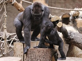 Malý Kiburi se pomalu sbližuje s "tetou" Bikirou.