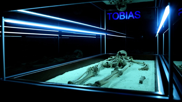 Kostra "vampýra Tobiáe" je nejvtím lákadlem expozice muzea Brána Trojzemí v...