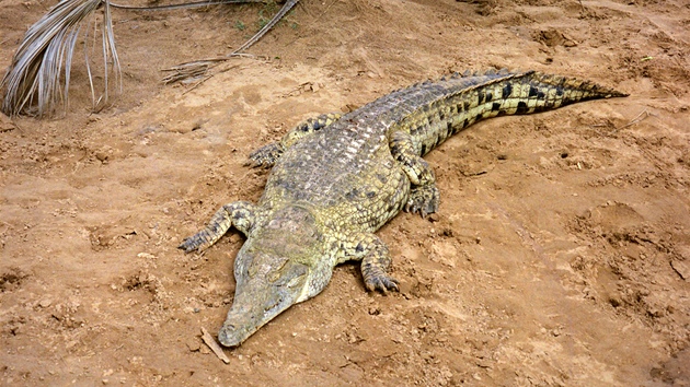 Krokodýl je docela blízko, take není ani poteba pouívat dlouhý objektiv.
