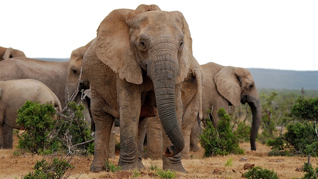 Sloni jsou v kesk bui v pirozenm prosted.  Kdy se jim nco nelb, klidn zato.