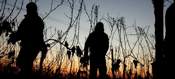 Sbrai kov se zamili na jihomoravské vinohrady. (Ilustraní snímek)