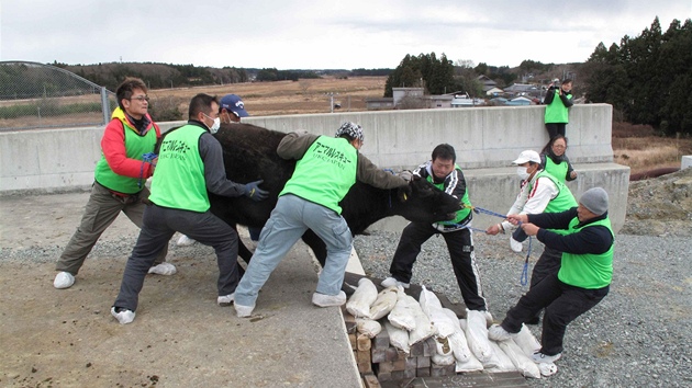 Japontí ochránci zvíat se snaí zachránit býka ijícího v oblasti kolem