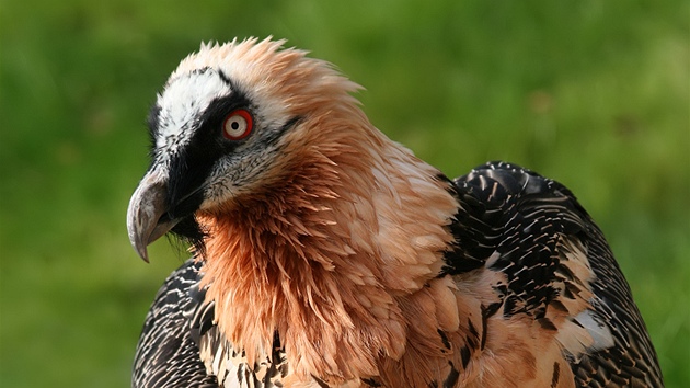 Chovatelé chtjí do zoo v Liberci dovézt vzácný druh jelínka, pudu jiního.