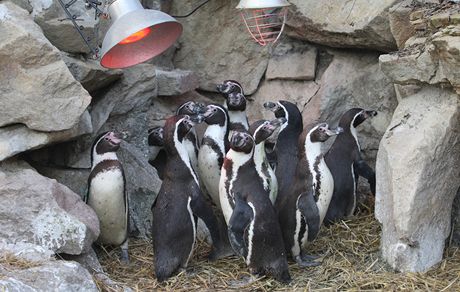 Ani vyhívací lapmy tuákm v zoologické zahrad ve Zlín nepomohly a kvli silným mrazm je oetovatelé museli penést do chovatelského zázemí.