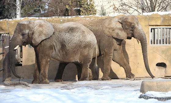 Sloni si uívají snhu v zoo Dvr Králové nad Labem (8. února 2012)