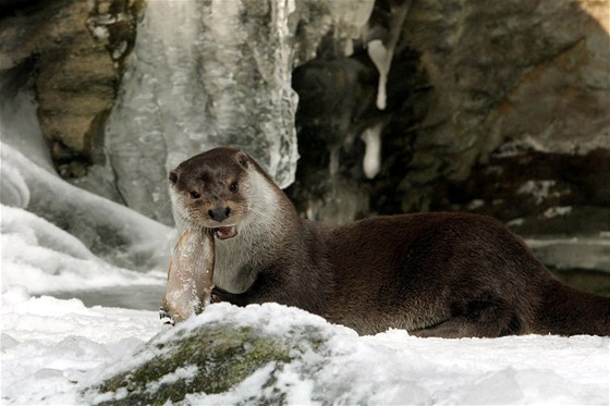 Zoo Ohrada u Hluboké nad Vltavou musela kvli mrazm omezit provoz nkterých