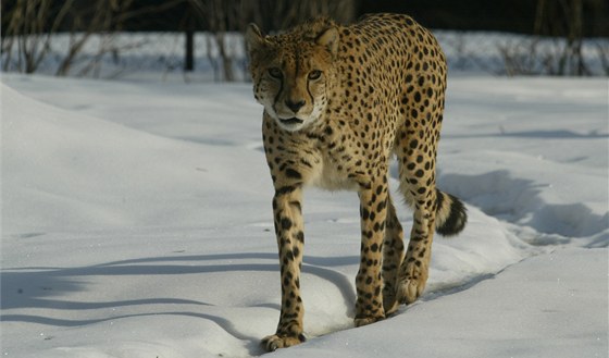 Gepardm z olomoucké zoologické zahrady na Svatém Kopeku (na archivním snímku) mráz ani sníh nevadí, u si na obojí zvykli.