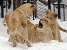 Lvi dovádjí na snhu v zoologické zahrad v srbském Blehrad. (7. února 2012)