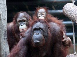 "Podobné akce jsou pro psychiku zvíat hrozn dleité. V zoologických...